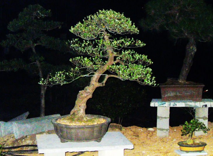 SDC13495.jpg