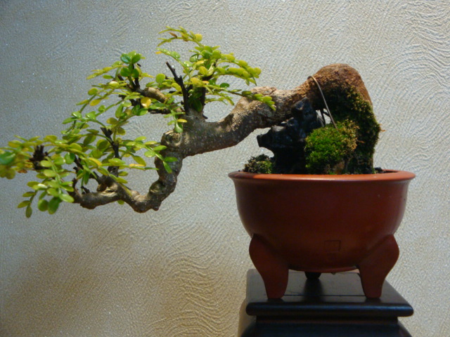 DSC01135.JPG