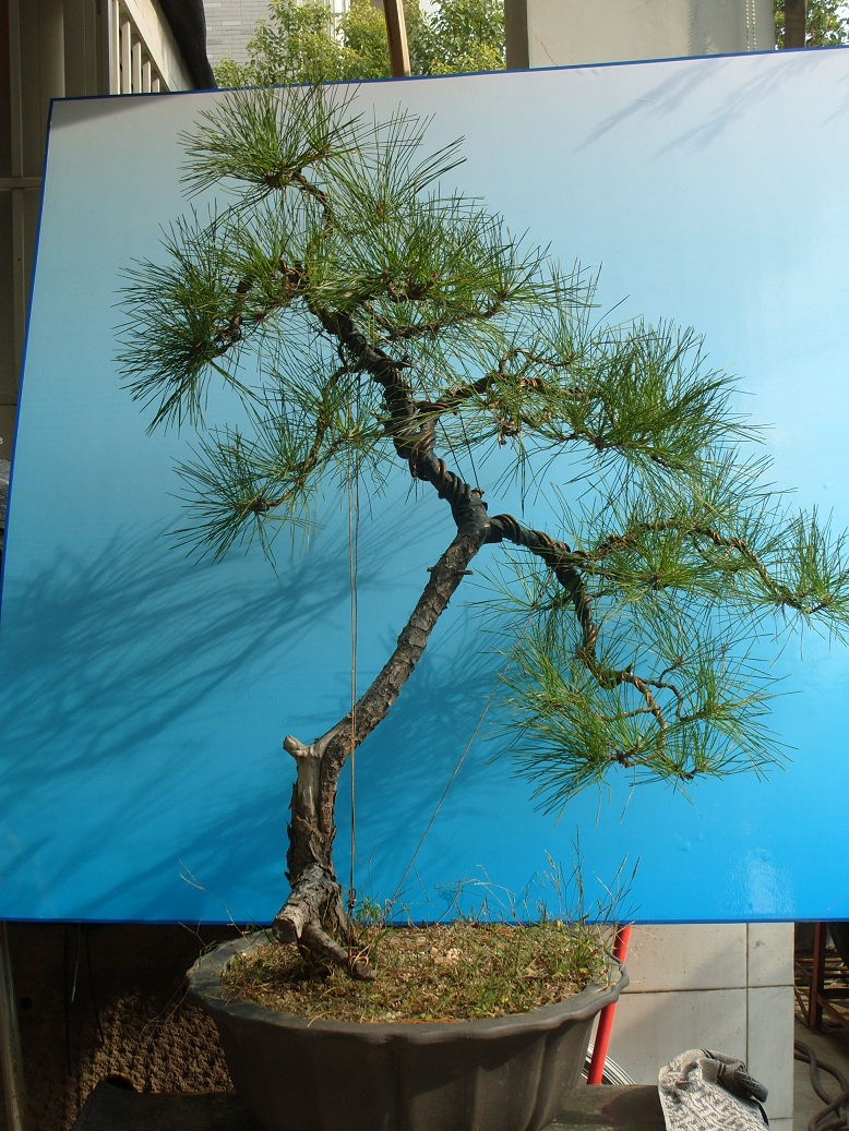 S1051720.JPG