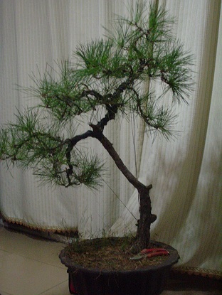S1051722.JPG
