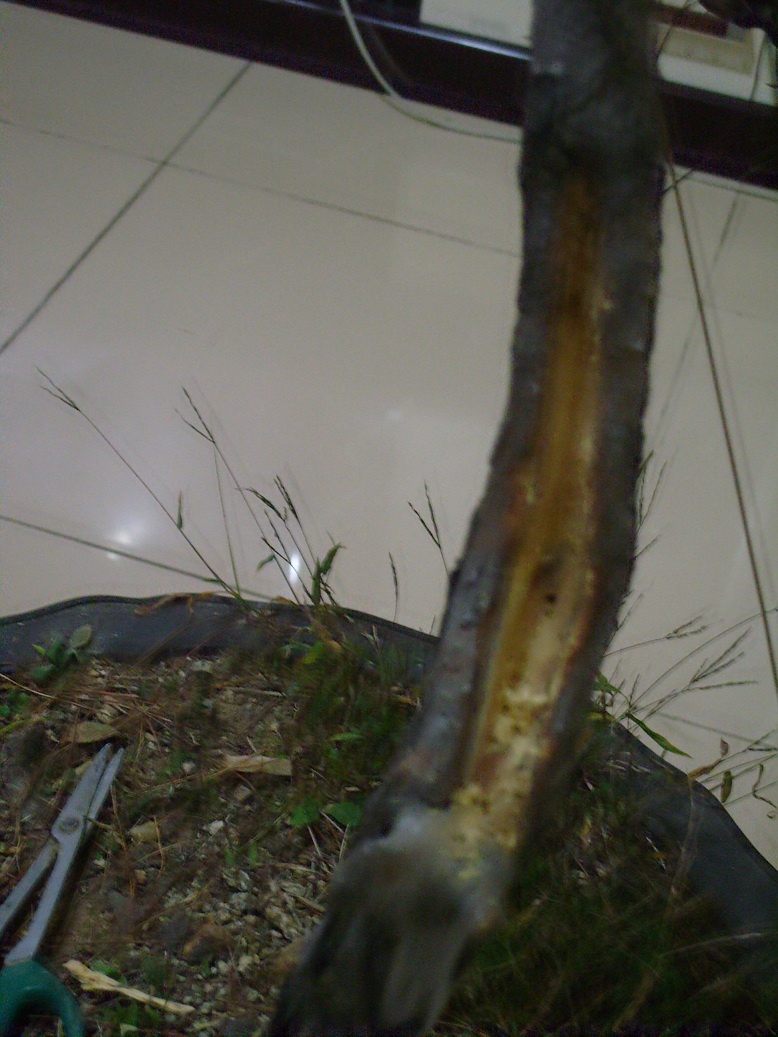 S1051727.JPG