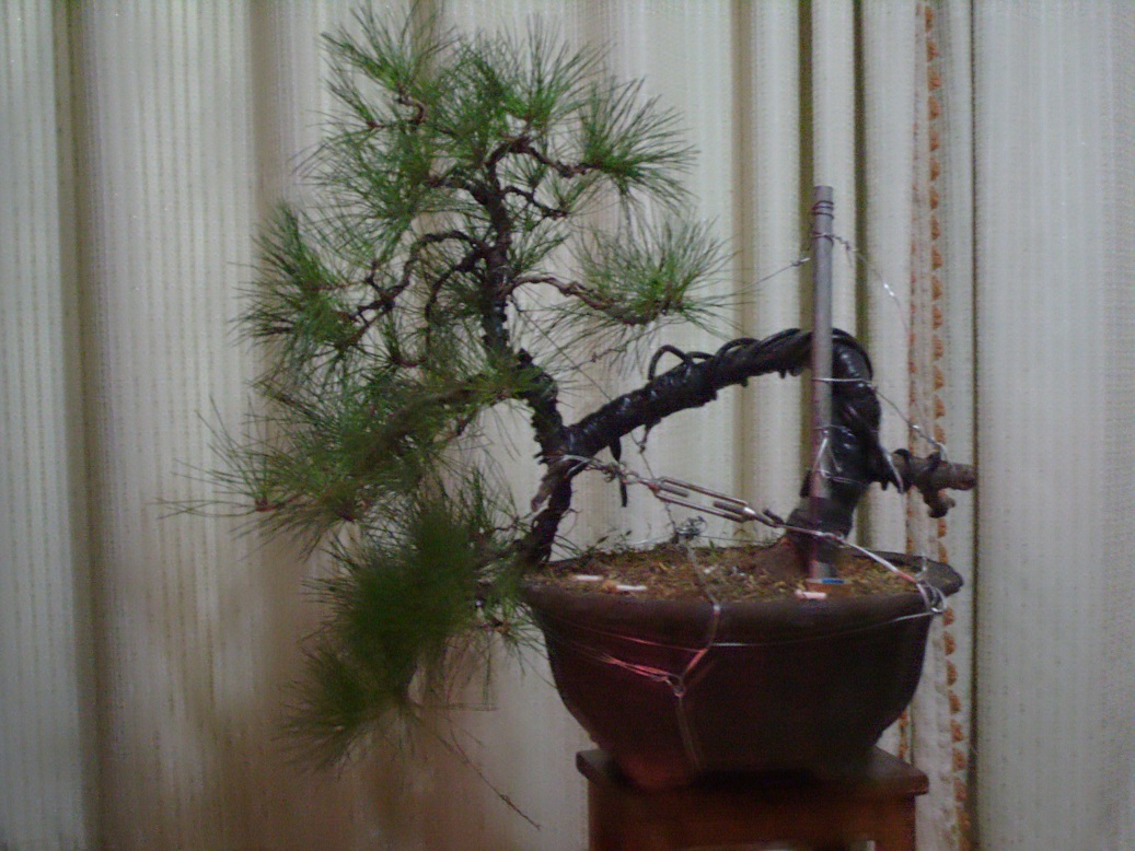 S1051734.JPG