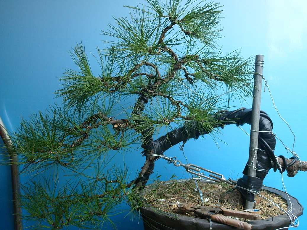 S1051739.JPG