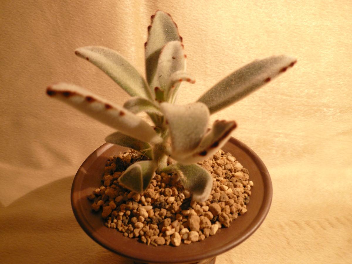 P1100431.JPG