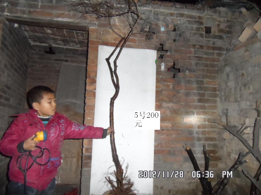 SAM_0712.JPG