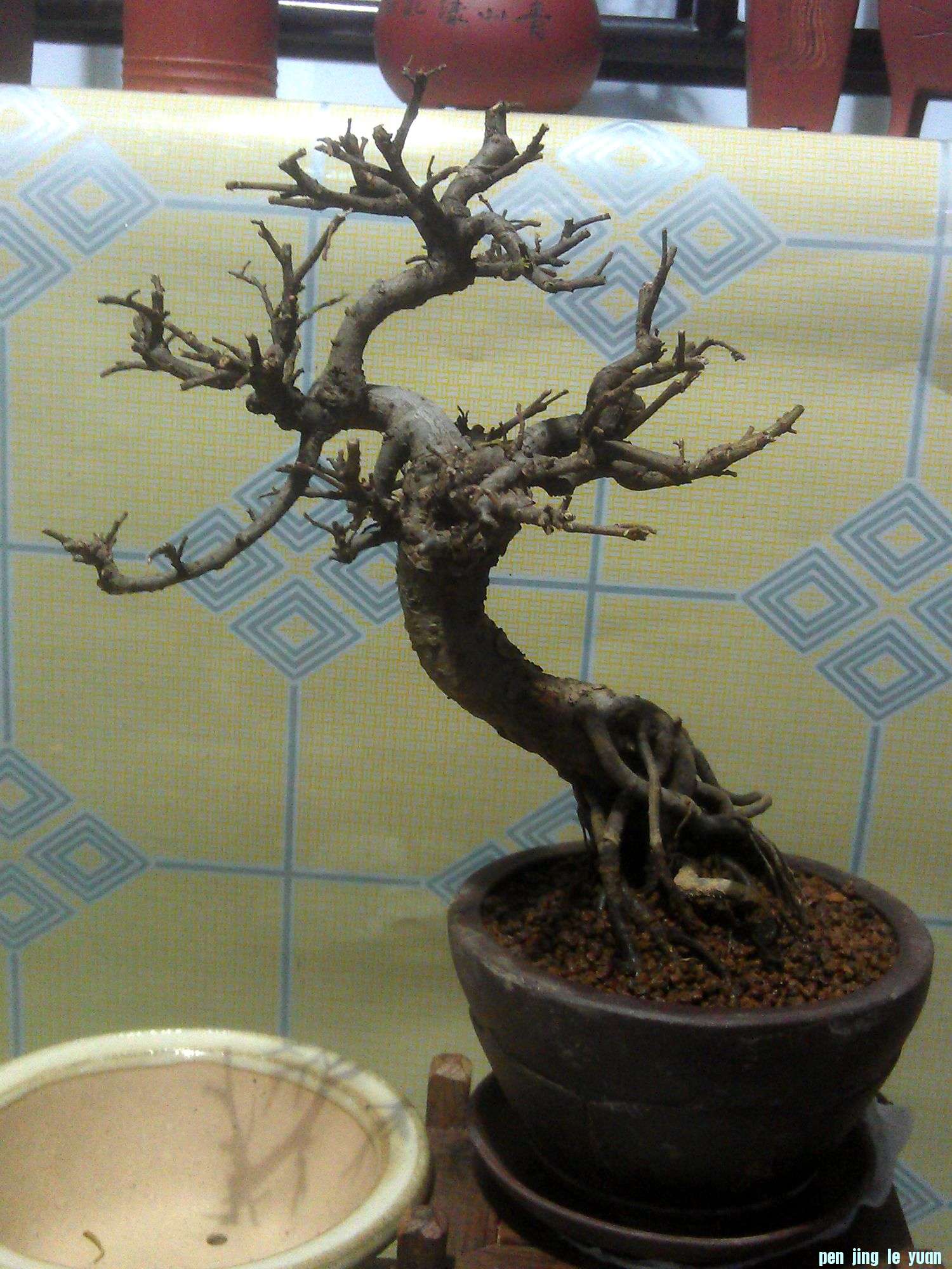 IMAG0255.jpg