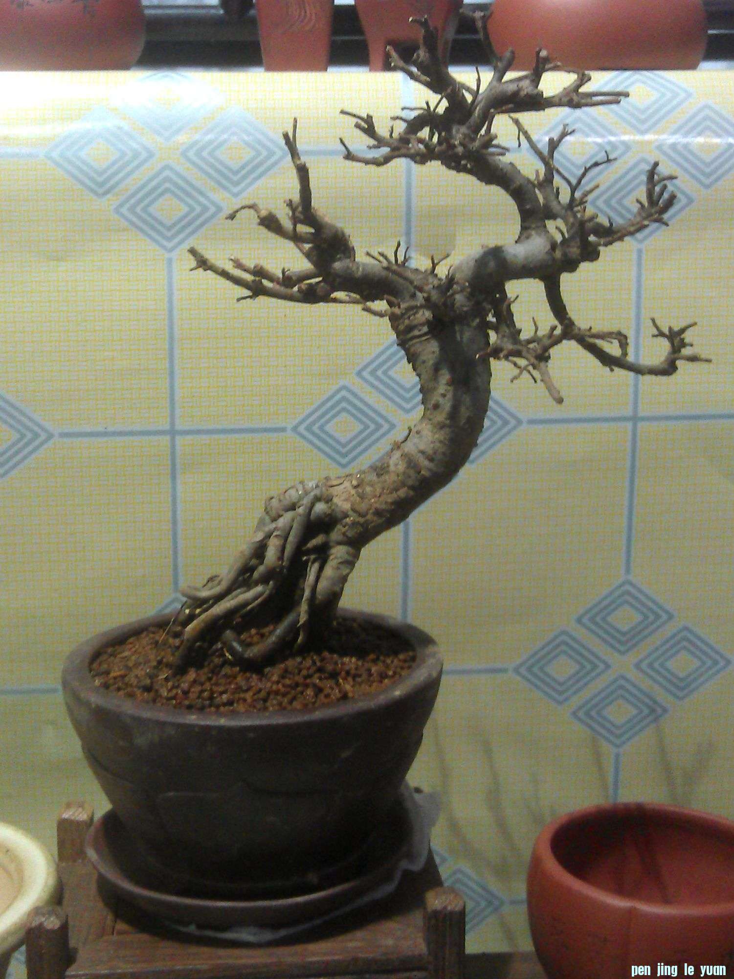 IMAG0256.jpg