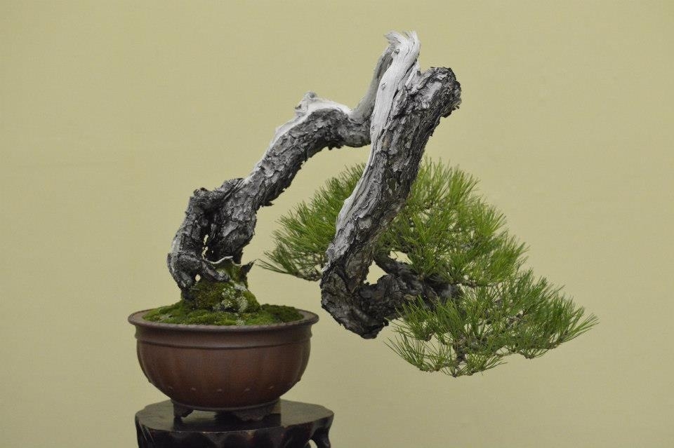 Taikan Ten 2012 009.jpg