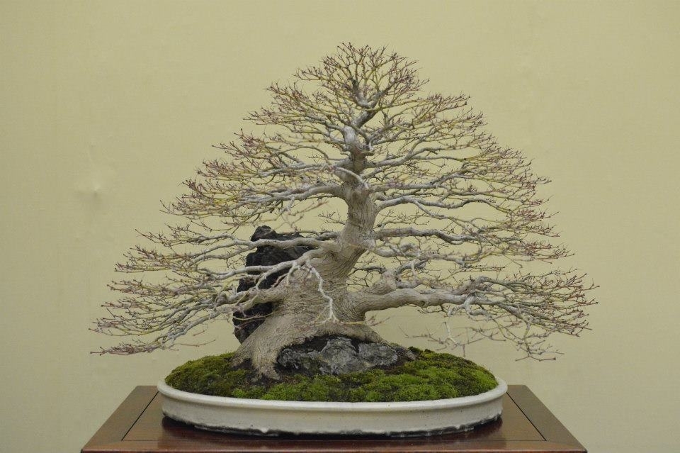 Taikan Ten 2012 010.jpg