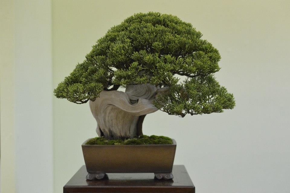 Taikan Ten 2012 020.jpg