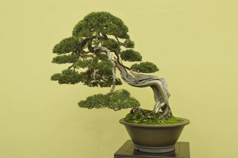 Taikan Ten 2012 027.jpg