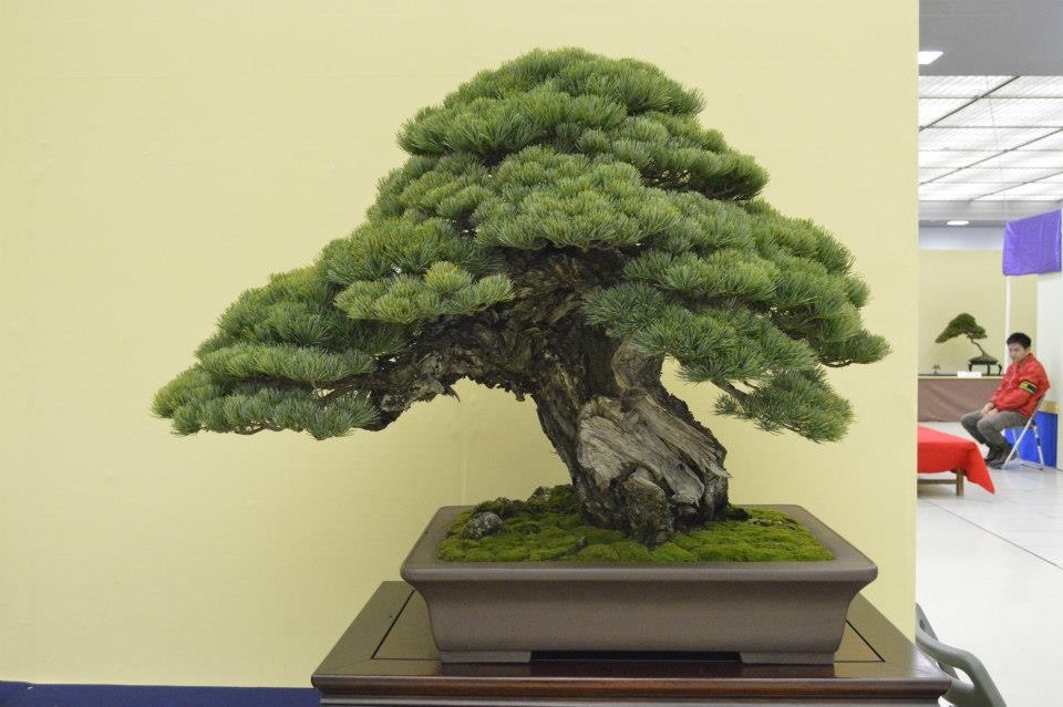 Taikan Ten 2012 030.jpg