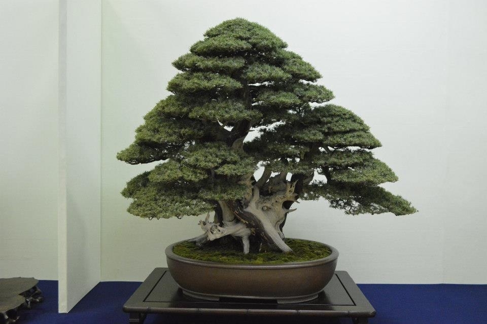 Taikan Ten 2012 032.jpg