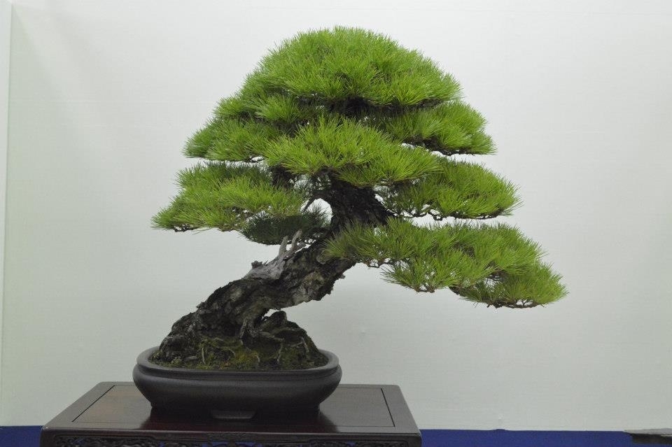 Taikan Ten 2012 038.jpg