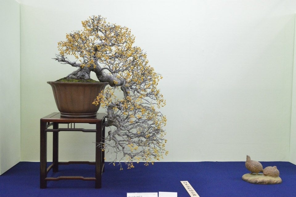 Taikan Ten 2012 040.jpg