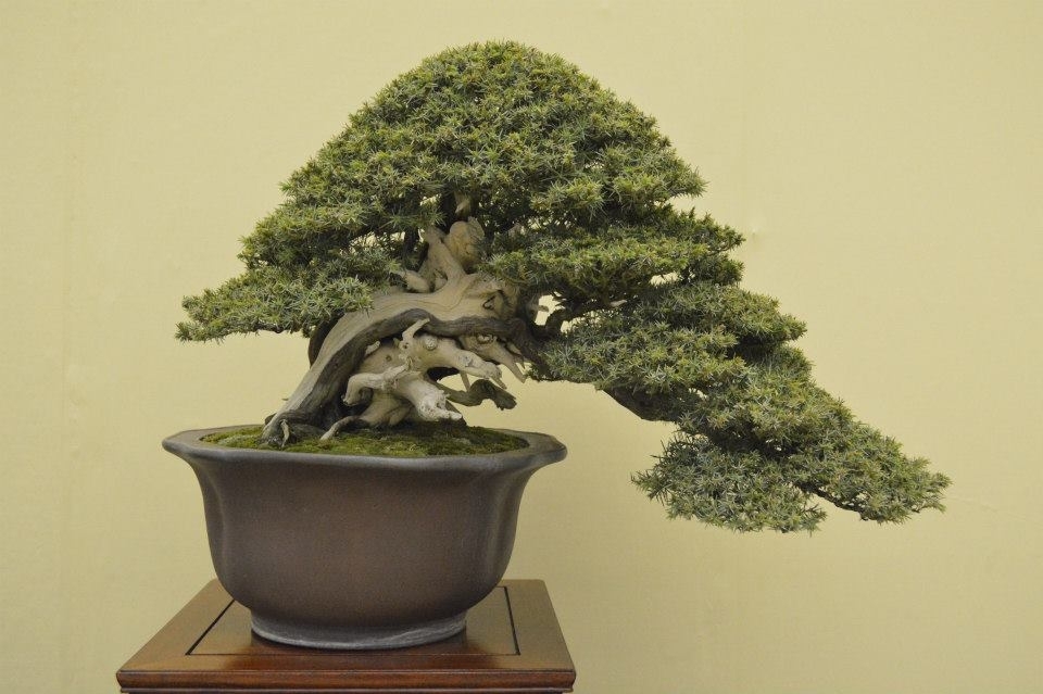 Taikan Ten 2012 042.jpg