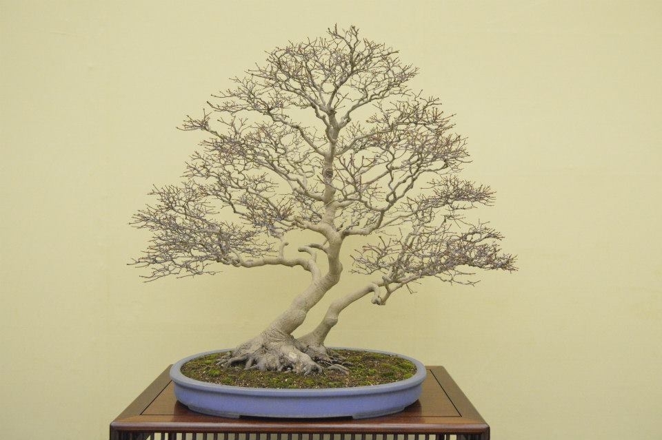 Taikan Ten 2012 044.jpg