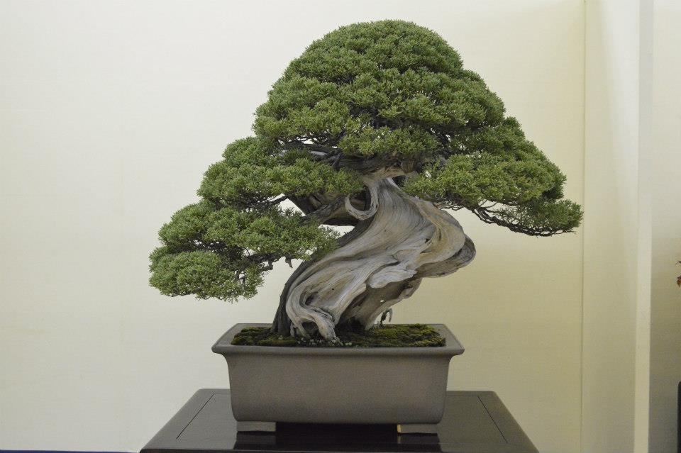 Taikan Ten 2012 047.jpg