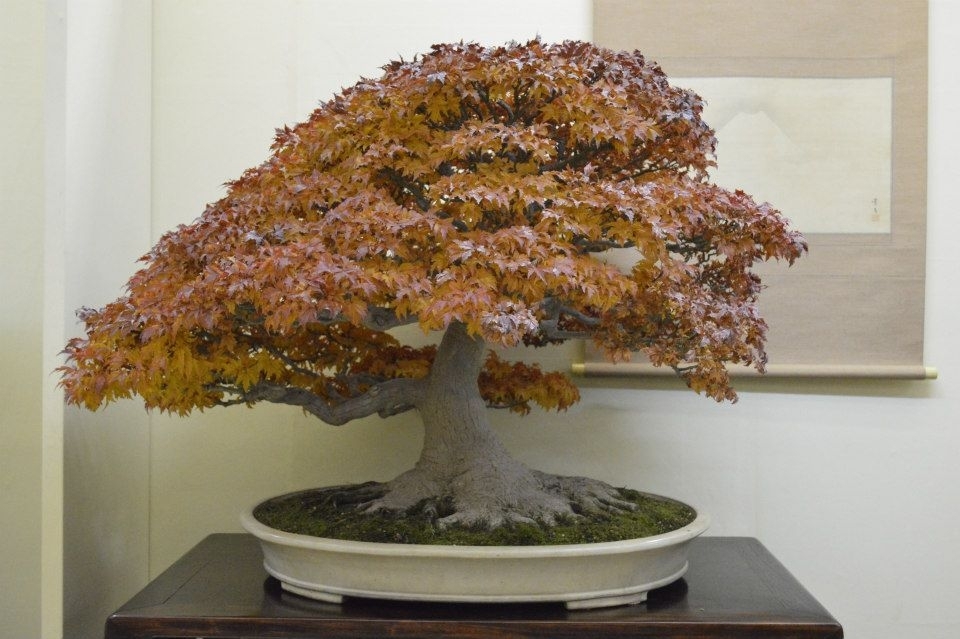 Taikan Ten 2012 048.jpg