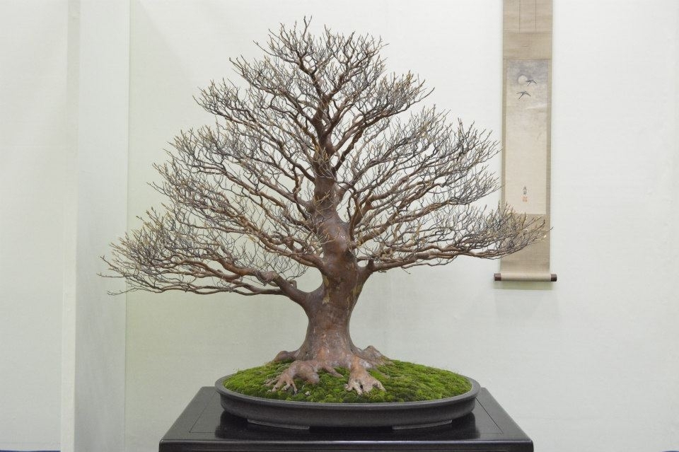 Taikan Ten 2012 049.jpg