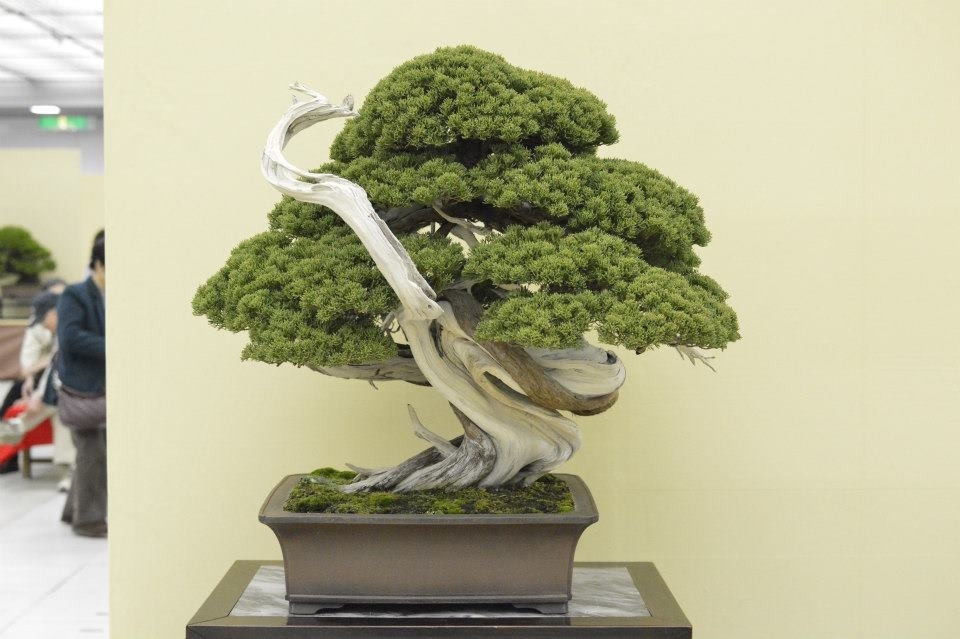Taikan Ten 2012 005.jpg