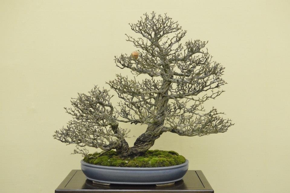 Taikan Ten 2012 006.jpg