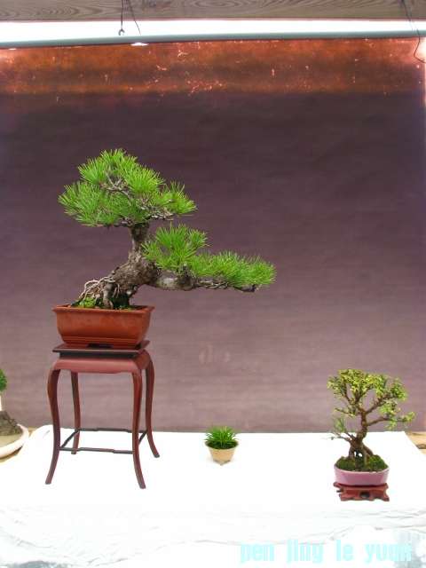 IMG_0087 (480x640).jpg