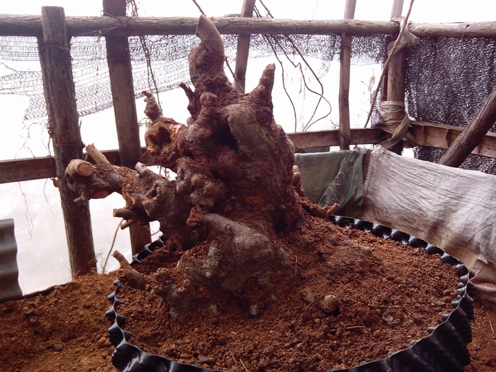 IMG_20121130_114619.jpg
