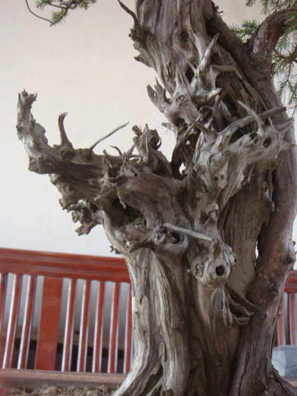 DSC06449.gif