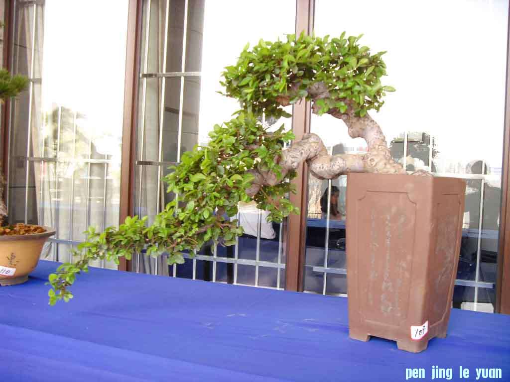 SDC12959.JPG