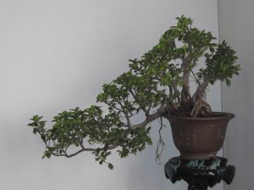 С IMG_0427_conew1.jpg