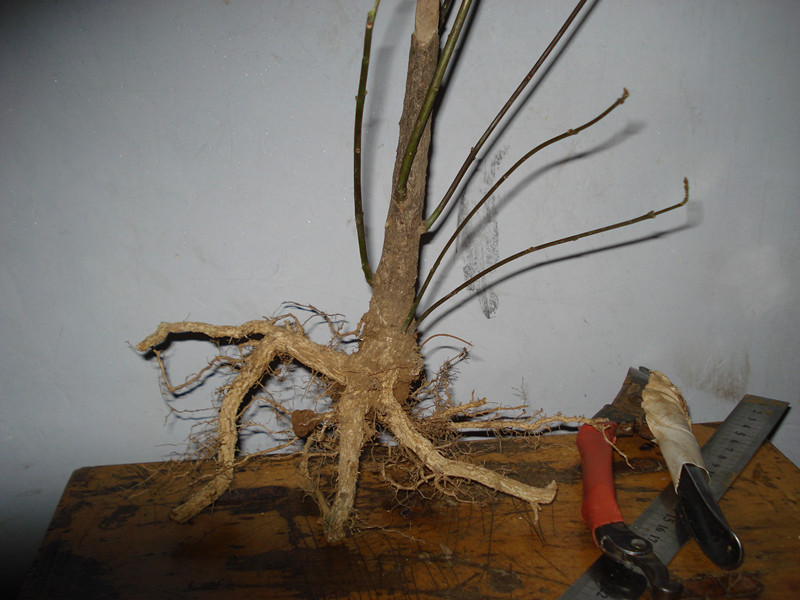 DSC03898_.jpg