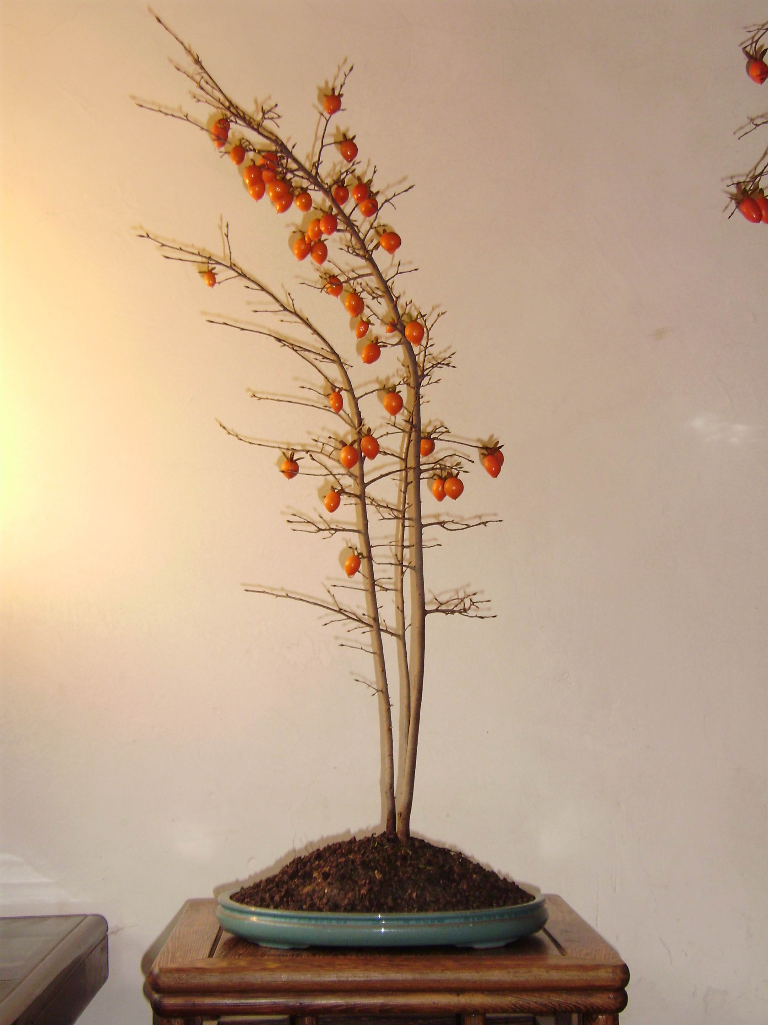 PA110009.JPG