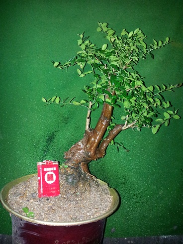 20121202_004722.jpg