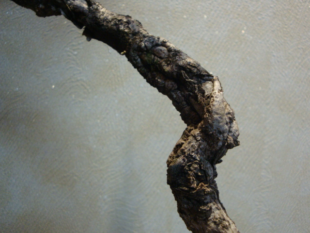 DSC01326.JPG