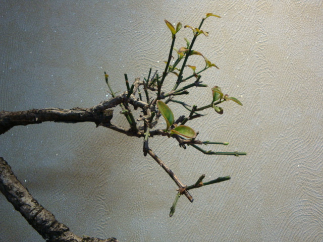 DSC01327.JPG