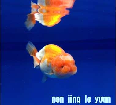 ǹ