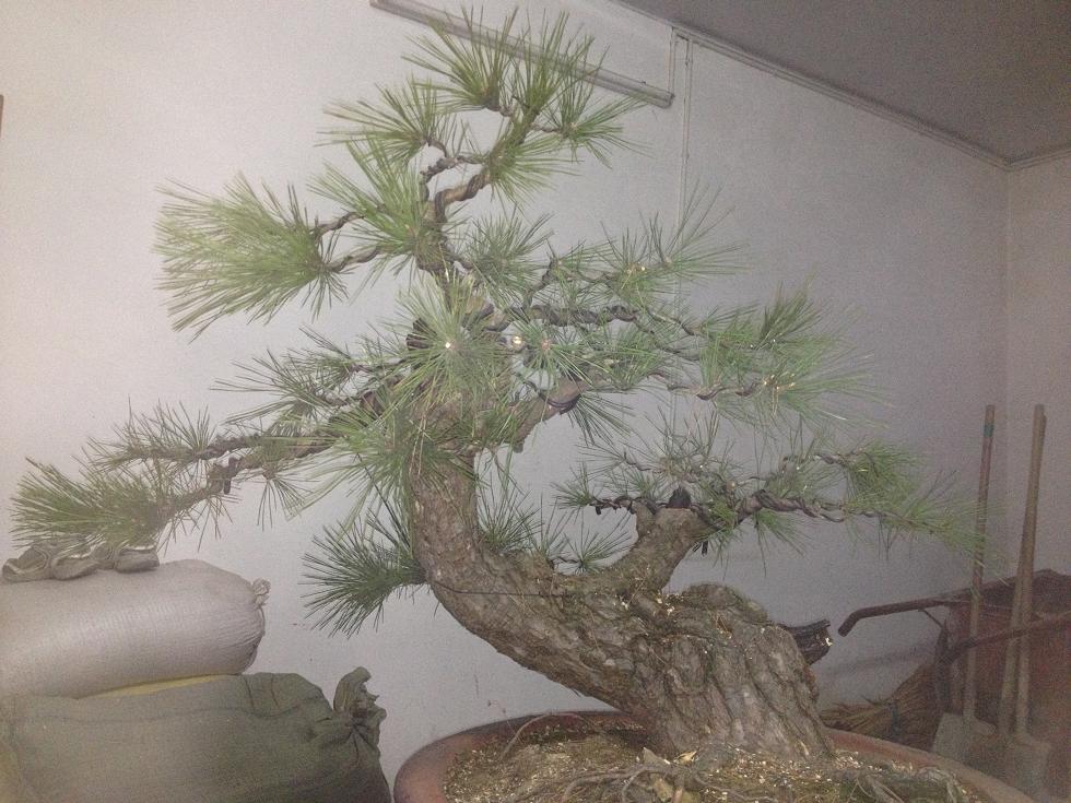 ������ͼƬ