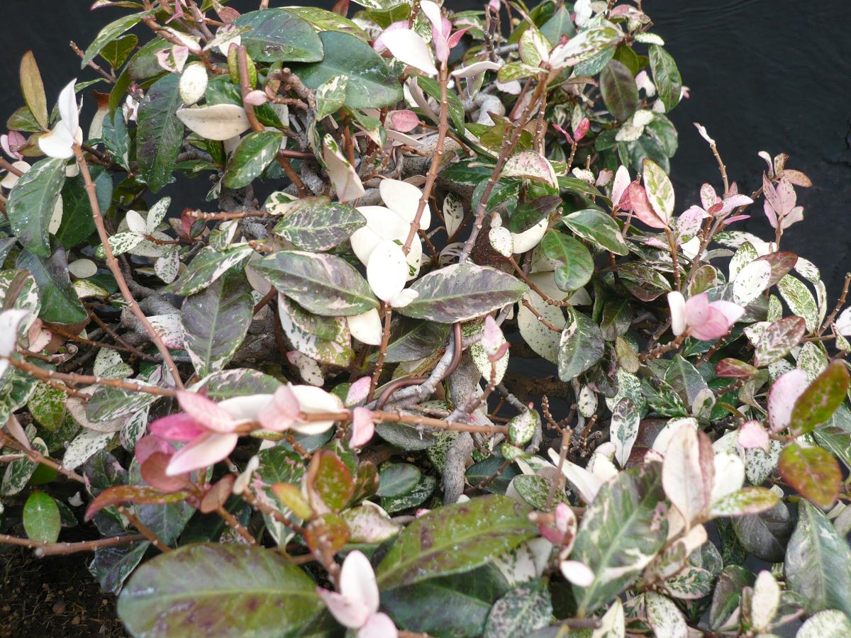 P1100416.JPG