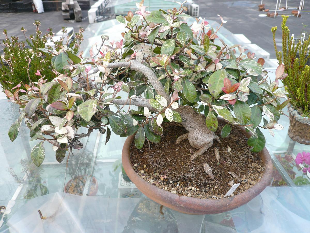 P1100413.JPG