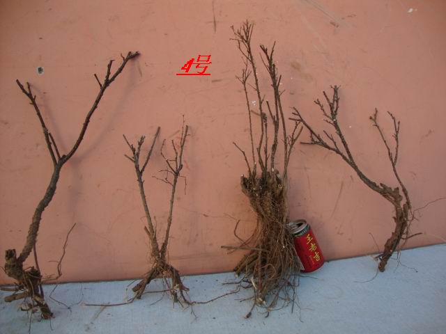 DSC08044.JPG