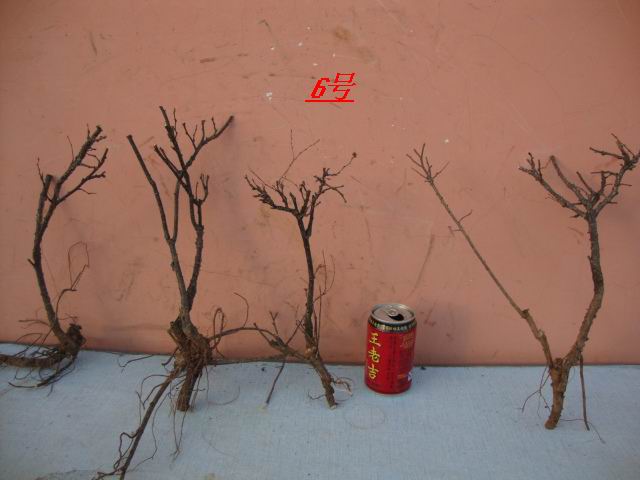 DSC08048.JPG