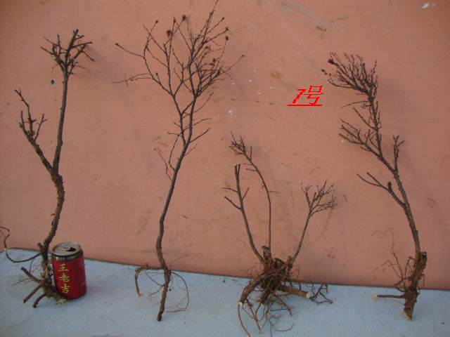 DSC08050.JPG