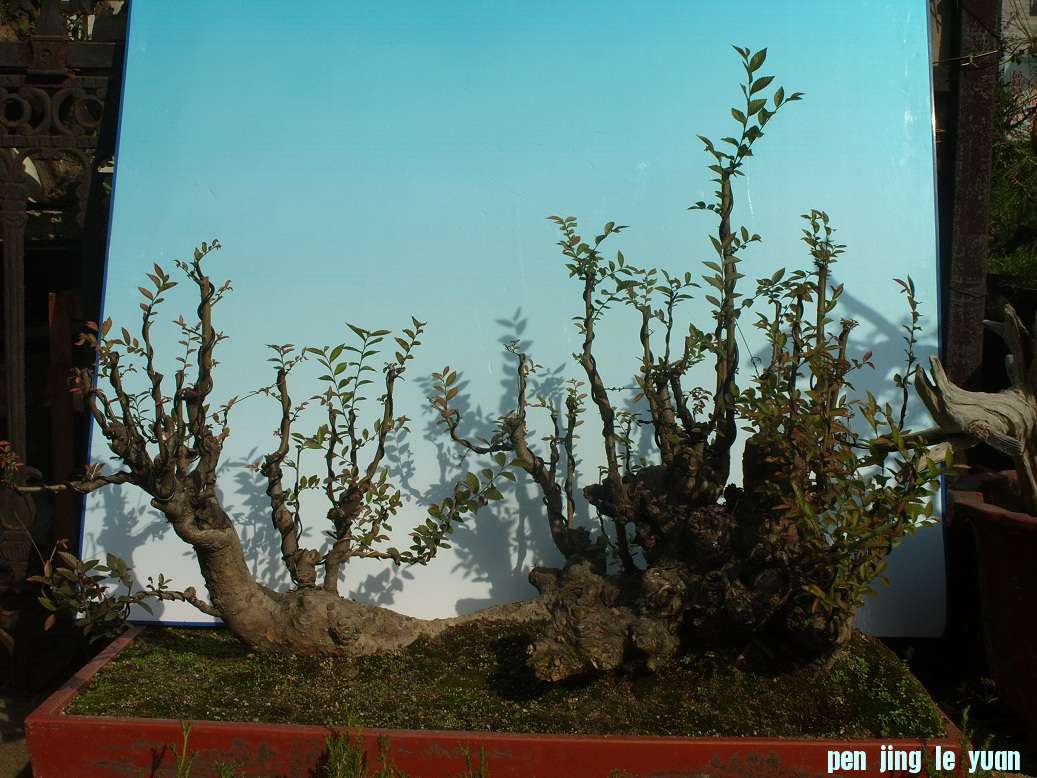 S1051876.JPG