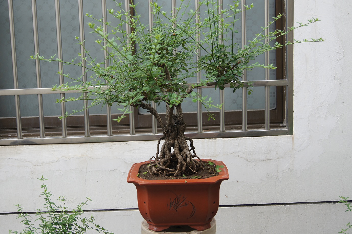 DSC00429.JPG