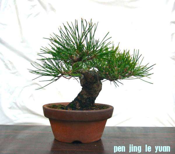 okunonobu-img600x528-1353836567sd8crc90138.jpg