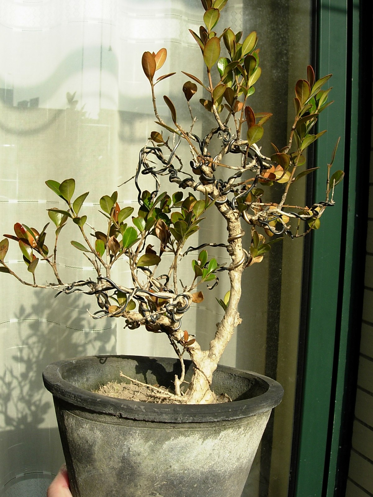 DSCN8681_conew1.jpg
