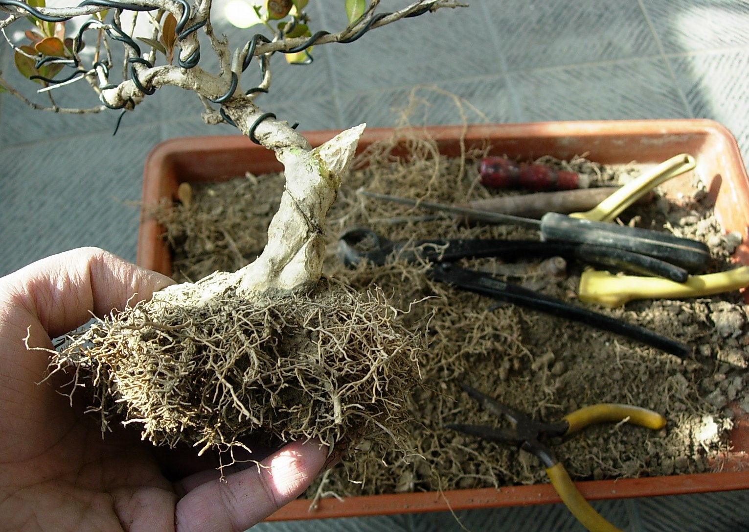 DSCN8694_conew1.jpg