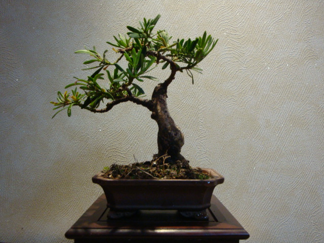 DSC01341.JPG