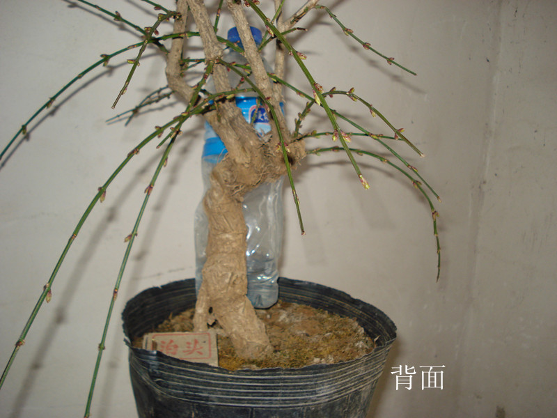 DSC03921_.jpg
